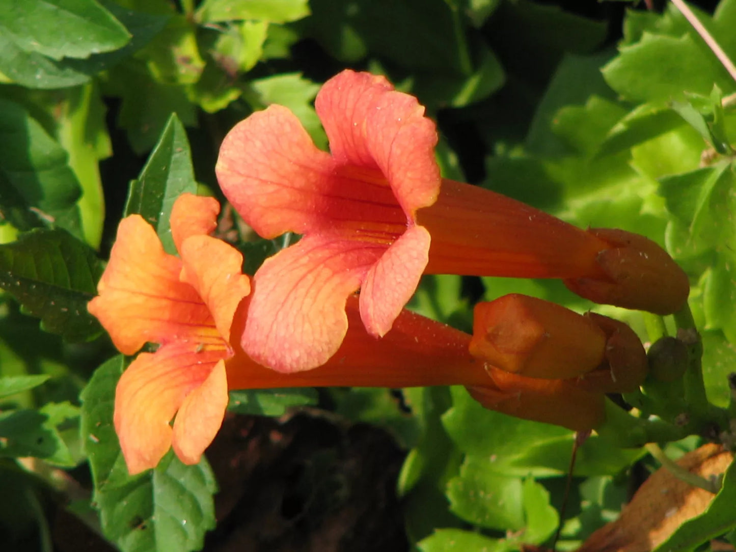 Hummingbird Vine Seeds - 40 Orange Red Trumpet Flower Seeds - Campsis radicans - Climbing Perennial Plant