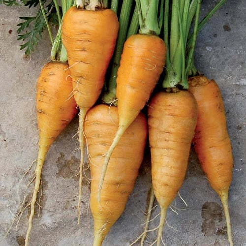 Oxheart Orange Carrot Seeds – Non-GMO Daucus carota Vegetable Garden Seeds, 150+ Packets, Organic, Full Sun, Bountiful Harvest