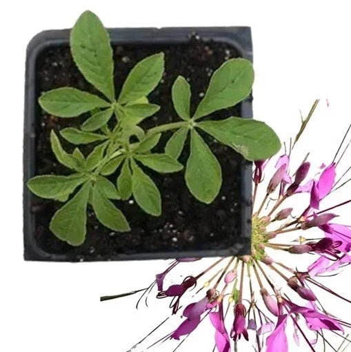 Live Pink Cleome Spider Flower Plant - Well-Rooted Annual Garden Flower - Cleome hassleriana
