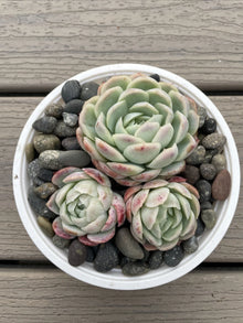 Echeveria Elegans Succulent - Mexican Snowball - 3 Live Rooted Plants - Size 1 to 2 Inches
