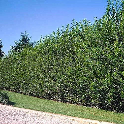 5 Foot Tall Hybrid Willow Cutting - Fast-Growing Salix × sepulcralis Tree