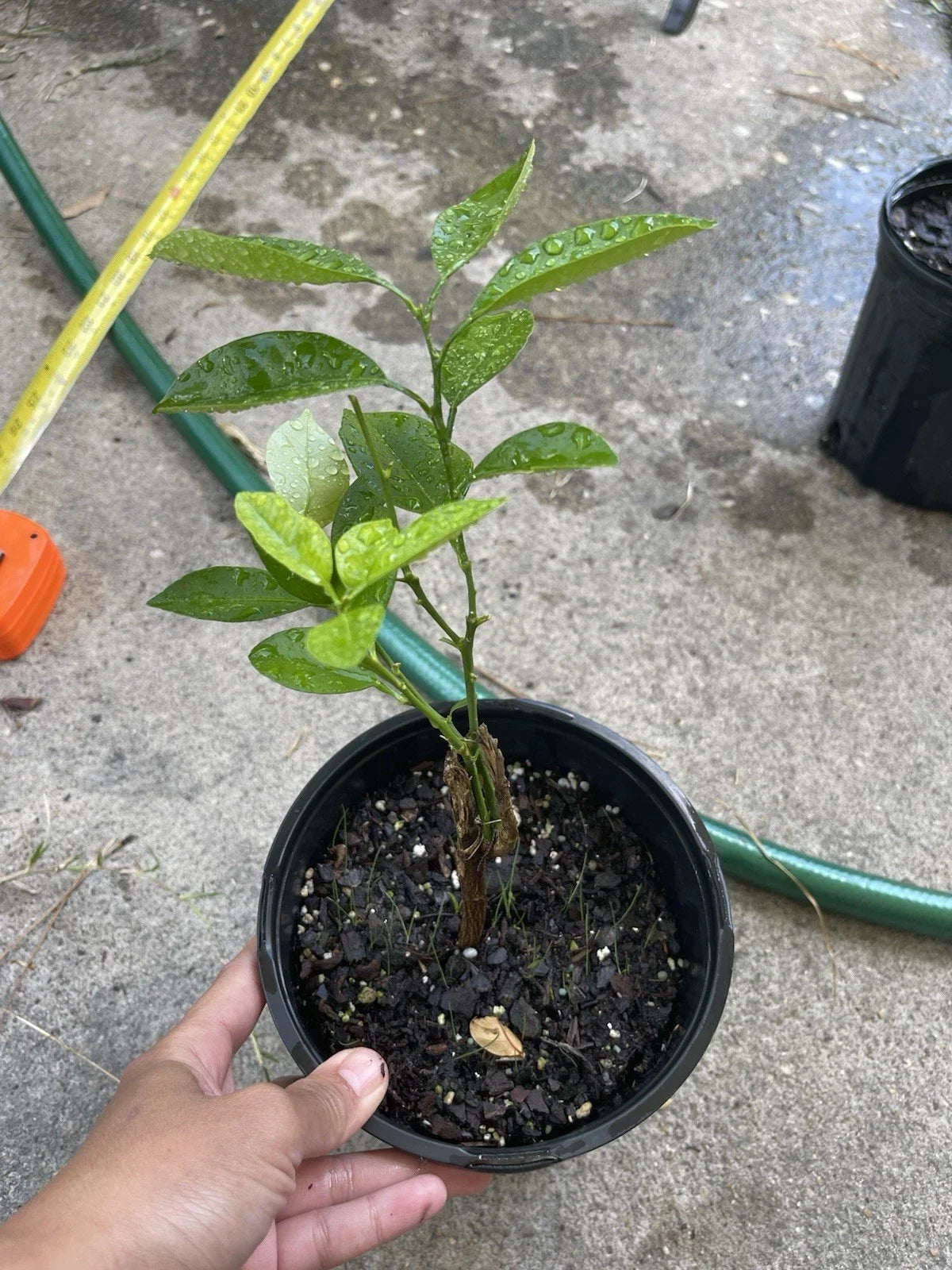Calamansi Live Plant in Pot #3 - Asian Calamansi / Calamondin Citrus Microcarpa for Indoor & Outdoor Gardening