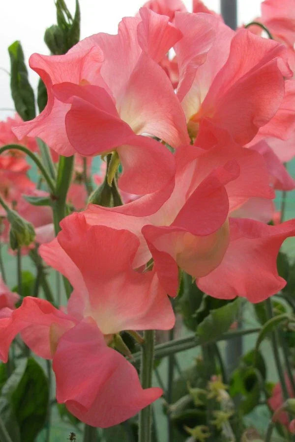 Marjorie Carrier Sweet Pea Seeds – 50+ Non-GMO Lathyrus odoratus Seeds for Garden Planting – USA