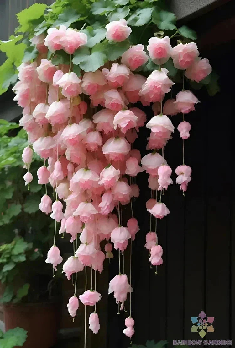 Light Pink Weeping Begonia Seeds - 25+ Pack - Begonia pendula - USA Shipping
