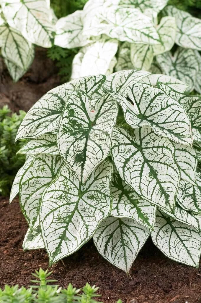 Caladium Bulbs White Candidum | Tropical Foliage Plant