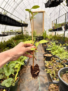 Forsythia Bush Live Plant 10–12” Bare Root | 1–2 Years Old | Early Spring Yellow Flowers | Hardy Fast-Growing Shrub for Landscaping