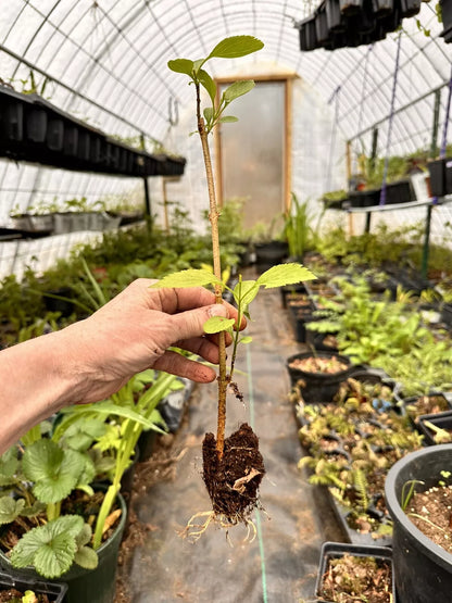 Forsythia Bush Live Plant 10–12” Bare Root | 1–2 Years Old | Early Spring Yellow Flowers | Hardy Fast-Growing Shrub for Landscaping