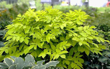 Aralia ‘Sun King’ – Japanese Spikenard Live Starter Plant, Bold Shade Perennial with Chartreuse Foliage, Easy Landscape Plant