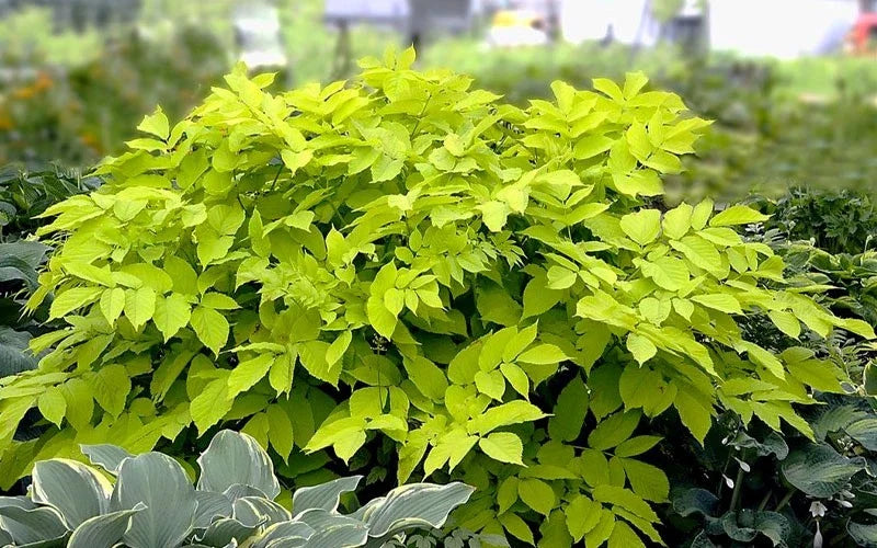 Aralia 'Sun King' Japanese Spikenard Live Starter Plant – Shade Perennial with Chartreuse Foliage, Easy to Grow, Hardy, Woodland Garden Plant