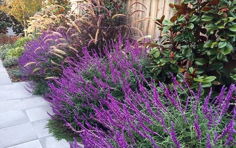 Mexican Sage ‘Santa Barbara’ Live Starter Plant | Compact Drought-Tolerant Salvia leucantha with Purple Blooms