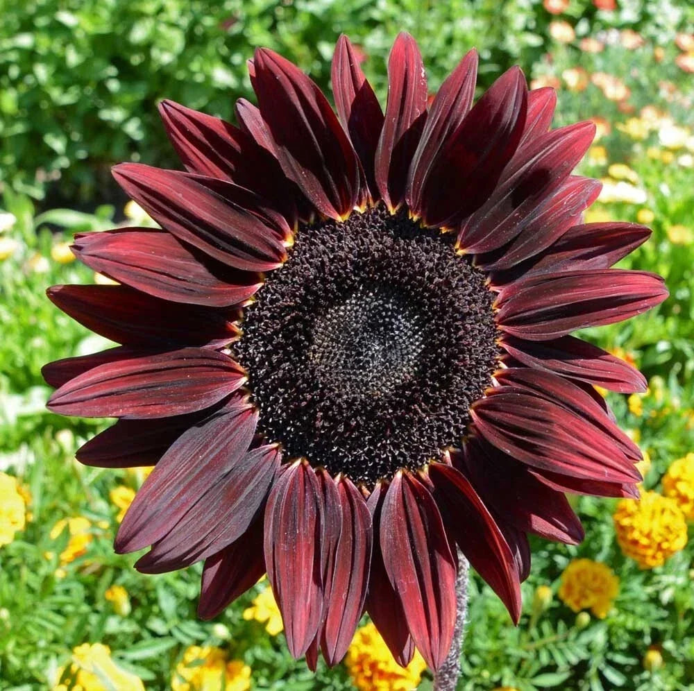 Chocolate Cherry Sunflower Seeds - 100 Organic Non-GMO Heirloom Helianthus annuus for Vibrant Blooms and Pollinator Attraction