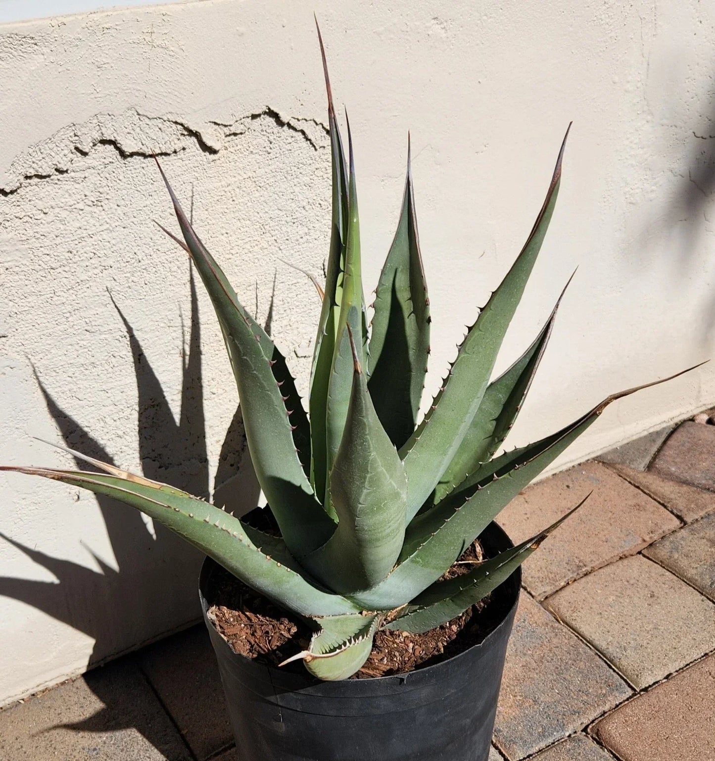 Agave Cerulata Live Rooted Plant | Baja California Succulent | Drought-Tolerant Garden Plant | Rosette-Forming Agave