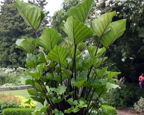 Small Rooted Elephant Ear Plant - Colocasia esculenta - Tropical Foliage Starter for Indoor & Outdoor Gardens