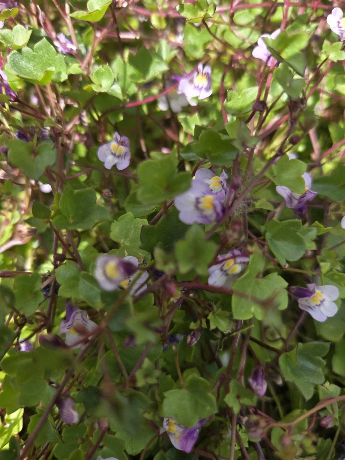 Live Kenilworth Ivy Root Cuttings - Cymbalaria Muralis Groundcover Perennial for Shade & Rock Gardens