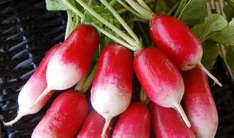 French Breakfast Radish Seeds - 50+ Non-GMO Seeds for Fast Growing Home Gardens