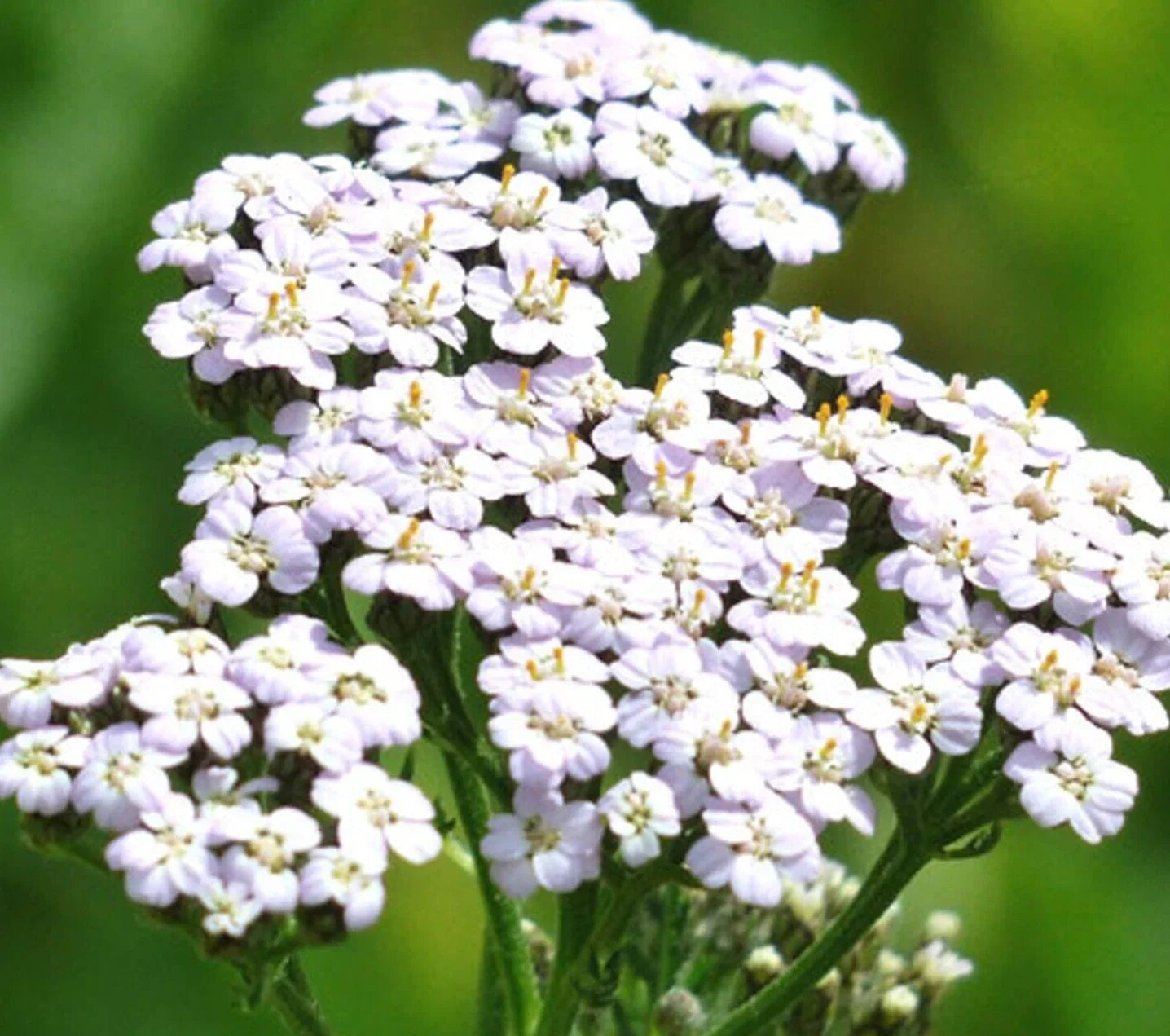 White Yarrow Seeds 1000+ Achillea millefolium Perennial Herb for Flower Garden, Wildflower, Cut Flower