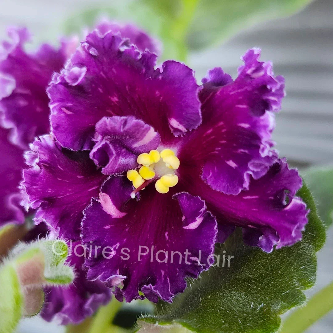 African Violet Leaf Cutting - Standard - Red Diamond Variegated - Saintpaulia ionantha