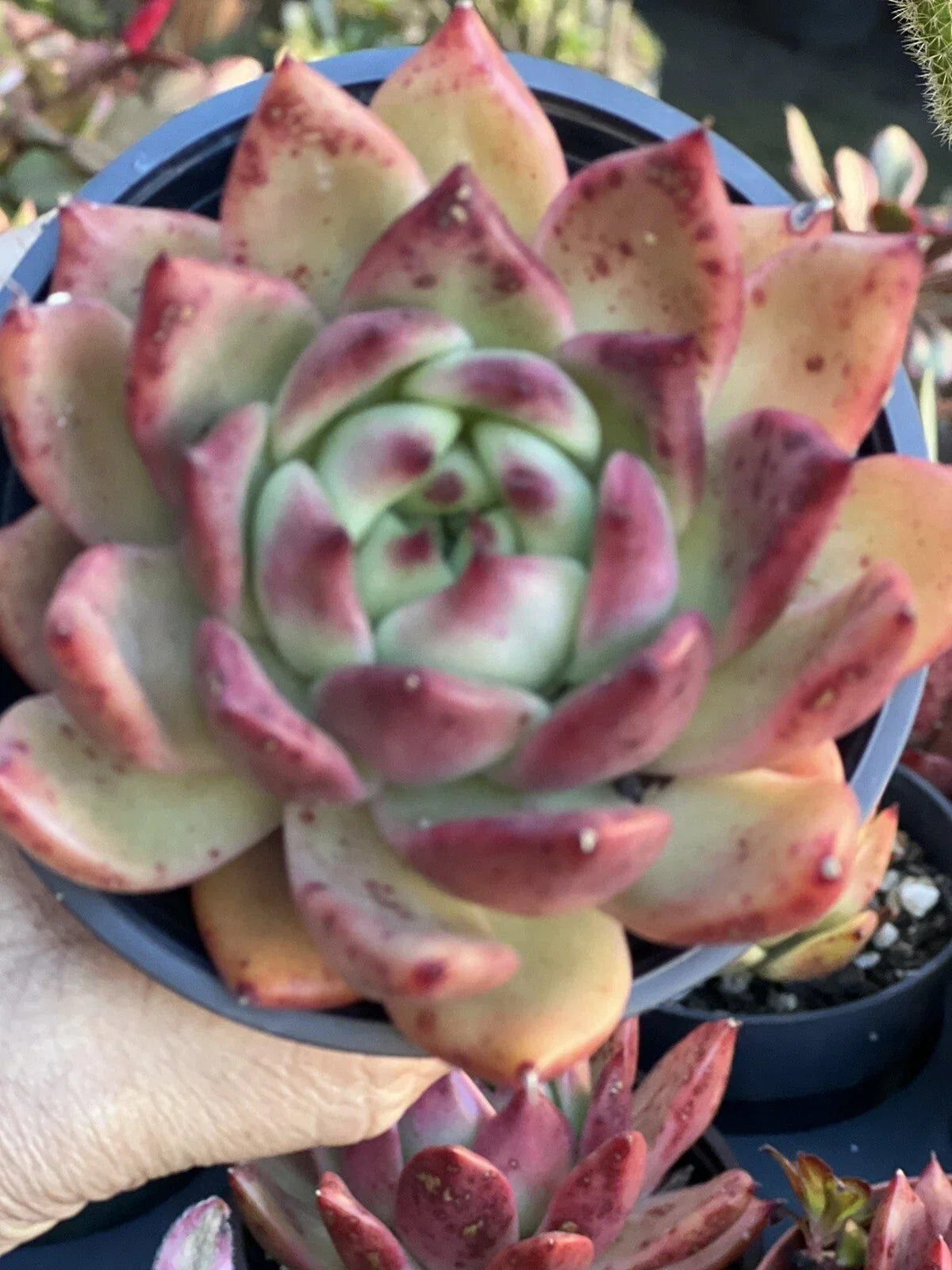 Echeveria Scarlet Succulent in 4-Inch Pot, Red-Leafed Echeveria (Echeveria agavoides 'Scarlet')
