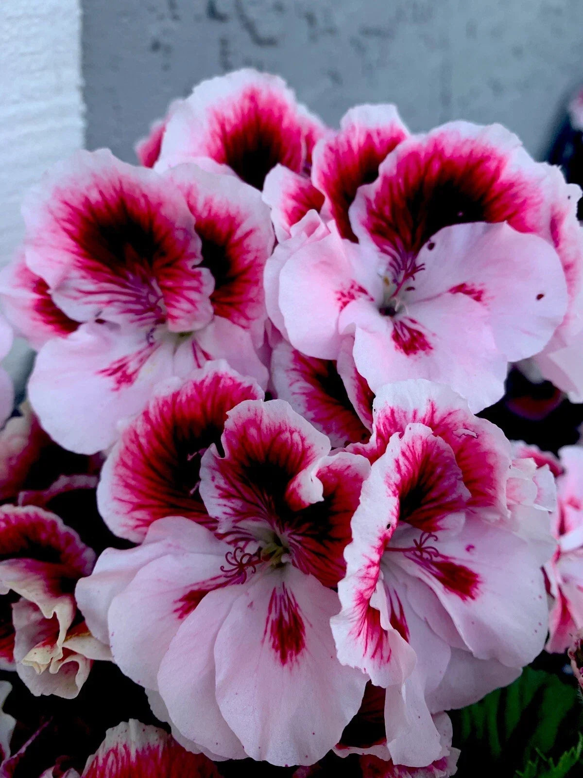 Geranium Live Plant 6" Pot Pelargonium x hortorum White and Dark Maroon Center Perennial