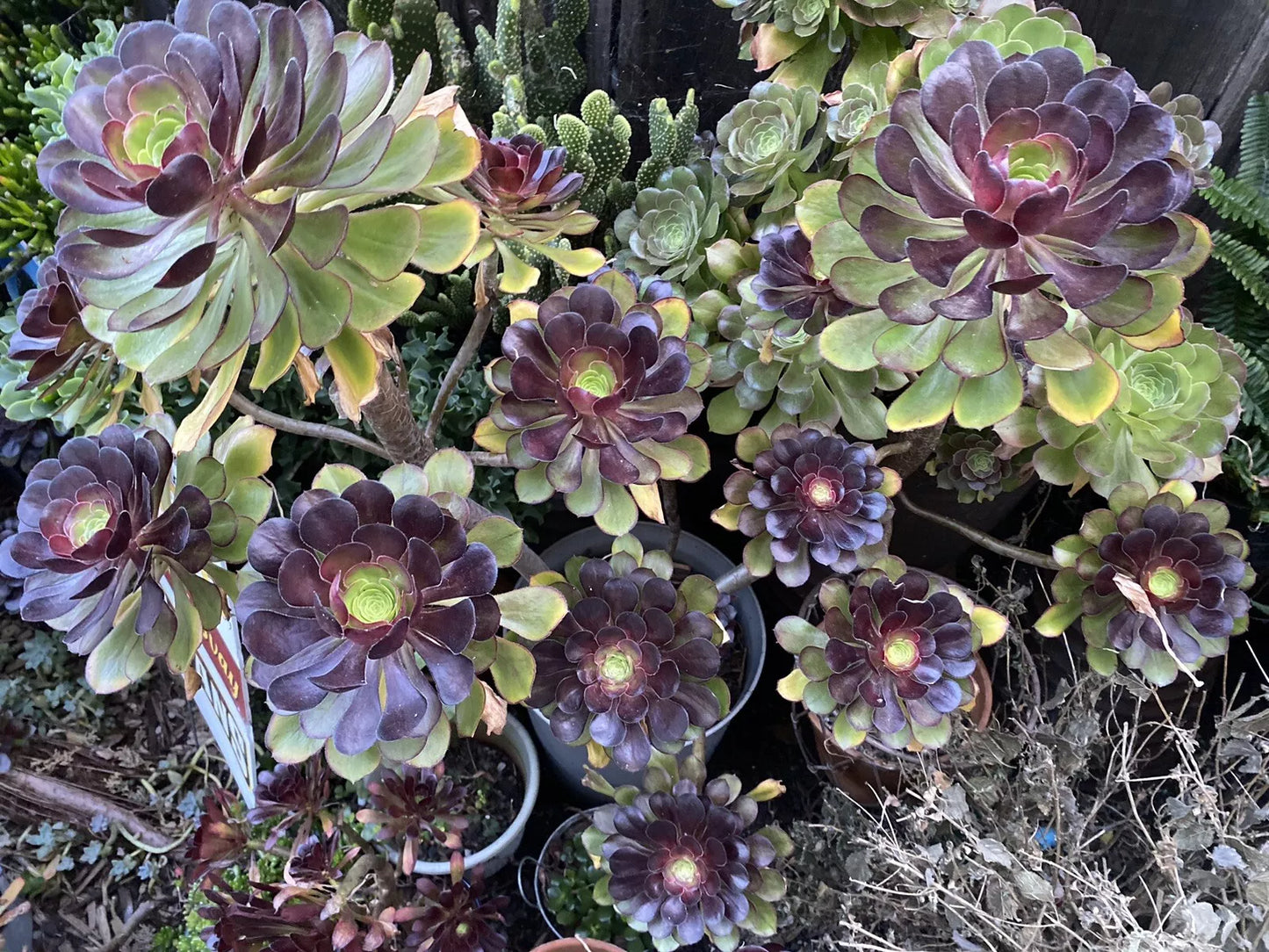 Black Rose Succulent Cuttings - 5 Aeonium Arboreum 'Zwartkop' - Drought-Tolerant Cactus Plants for Garden & Indoor Decor