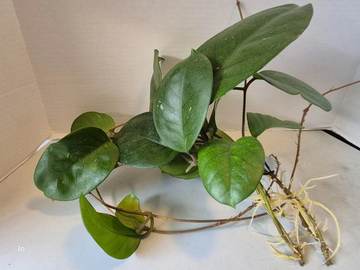 Hoya Fungii Cuttings – 4 Rooted Hoya carnosa Trailing/Vining Plant Propagation for Indoor Garden
