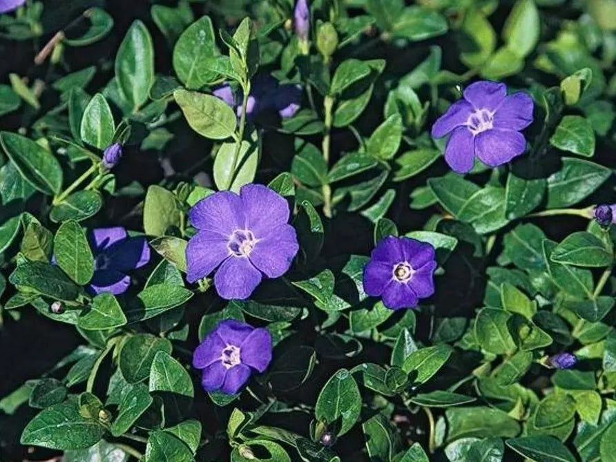 Periwinkle Vinca Vines 10 Bare-root Flowering Ground Cover Vinca minor ...