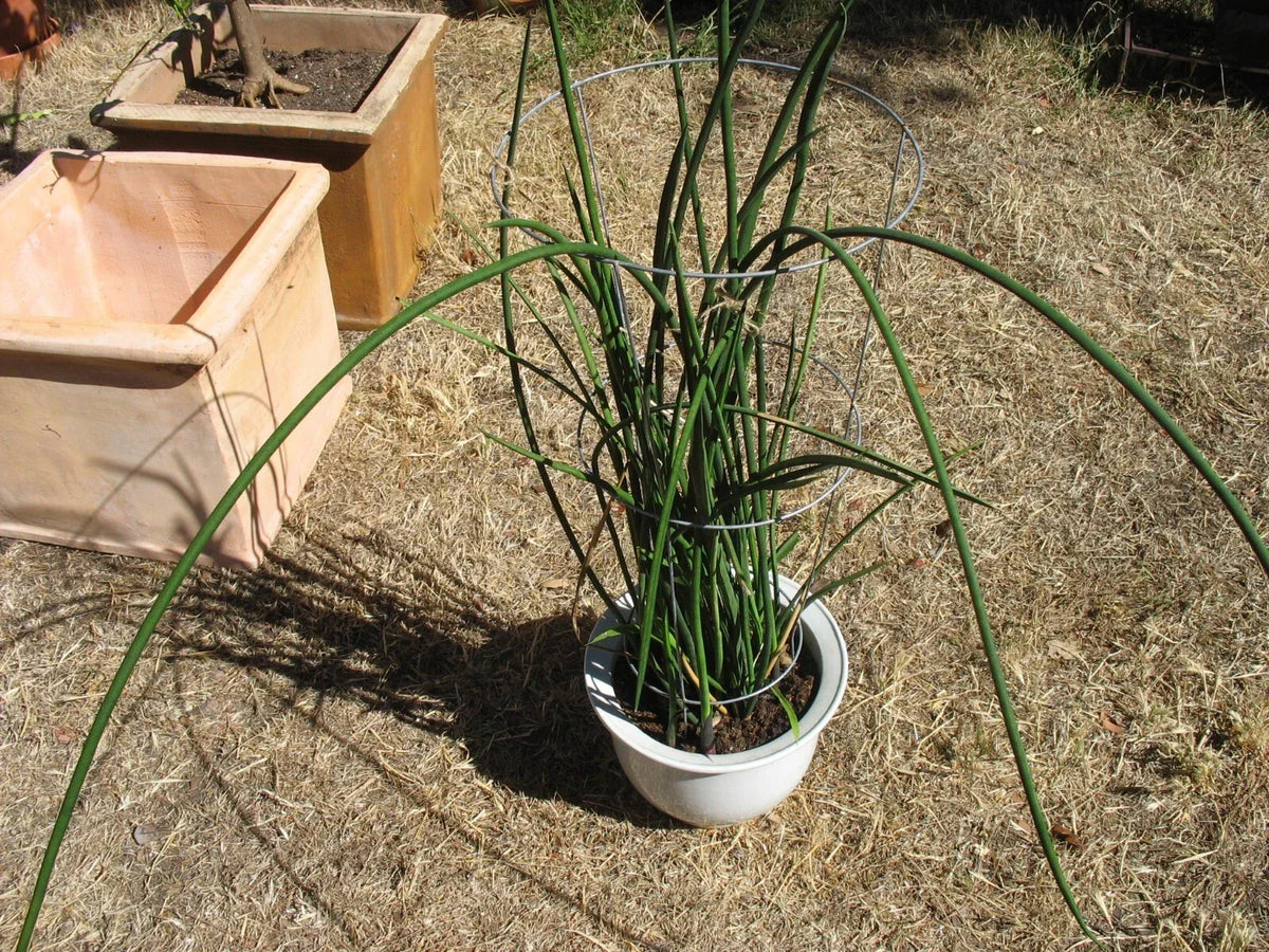 Sansevieria Lancia Cuttings - Rare Snake Plant Propagation Set with Roots - Indoor Houseplant, Easy Care, Air Purifying