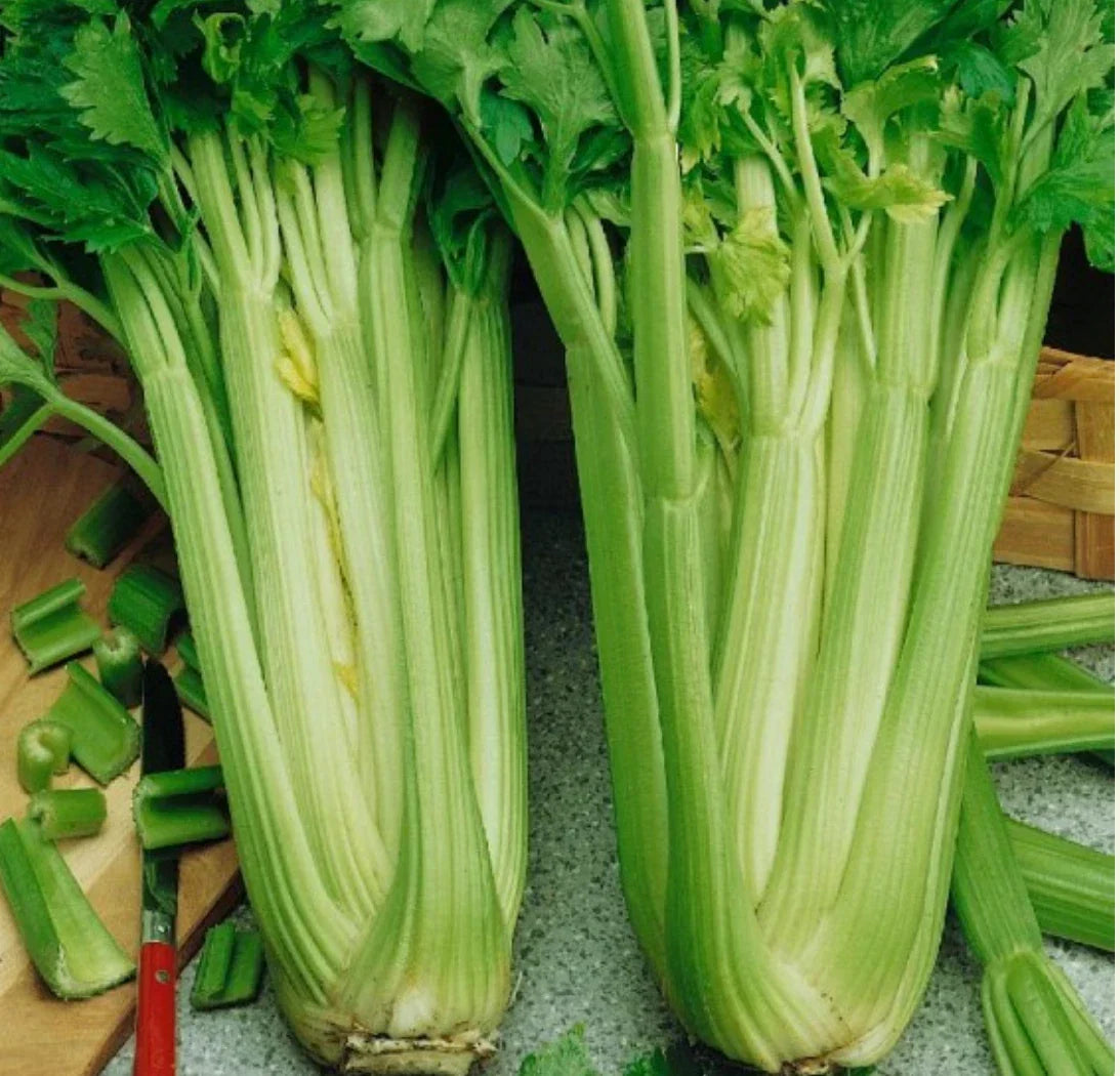 Utah Celery Seeds - 8,000 Non-GMO Organic Apium graveolens Seeds