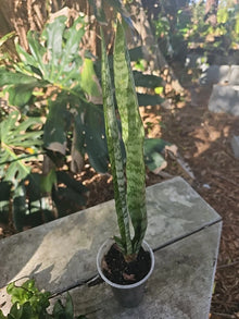 Sansevieria Zeylanica Succulent Plant Bare Root Hurricane Milton Mother-in-Law's Tongue