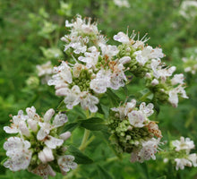 Mountain Mint Seeds | 25 Count | Pycnanthemum Verticillatum | Herbal Tea Plant | Florida Grown