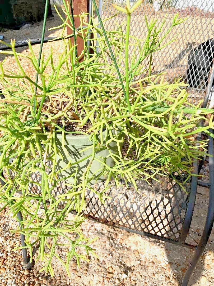 Fresh Rhipsalis heteroclada Cuttings – Rare Orchid Cactus Propagation Material for Indoor & Outdoor Decor