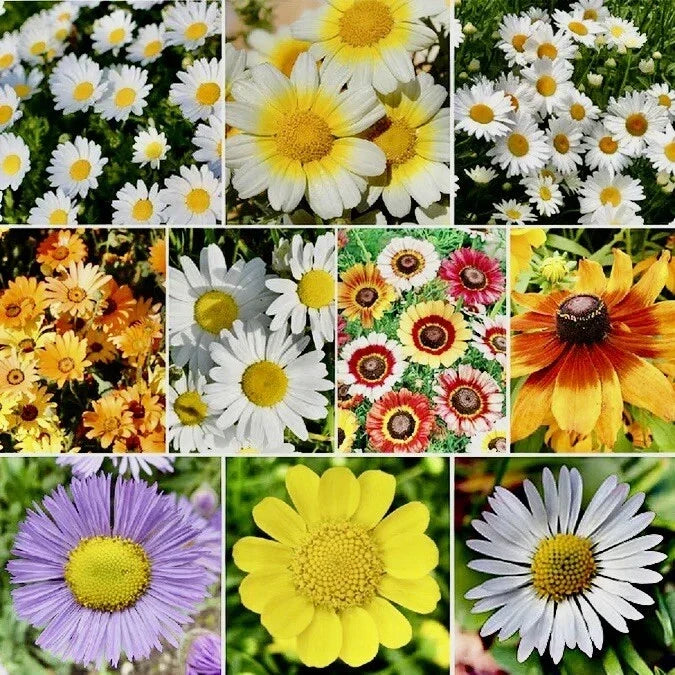 Daisy Flower Seed Mix - 500+ Seeds for Hummingbird Attraction - Bellis perennis Wildflower Seeds