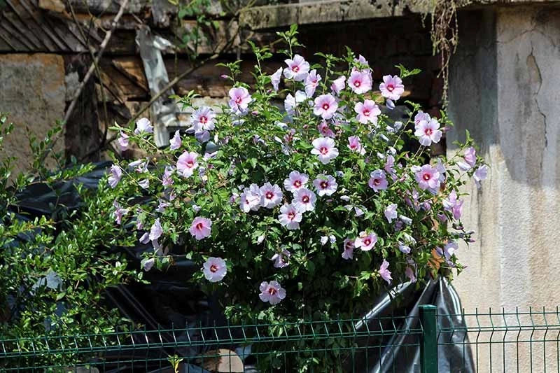 Rose of Sharon Seedlings Lot of 2 – Lavender & White Hibiscus syriacus Bushes for Garden, Landscape, Hedges
