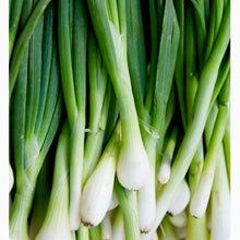 Tokyo Long Bunching Onion Seeds - 200+ Non-GMO Seeds - Allium fistulosum - Free Shipping