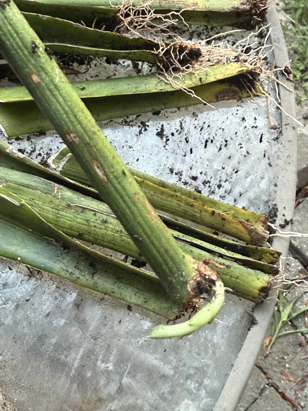 Live Snake Plant Cuttings with Roots – Sansevieria Trifasciata Indoor Plant, Easy to Grow, Low Maintenance, Air Purifying