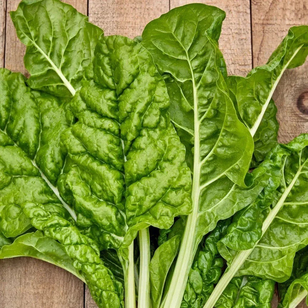 Fordhook Giant Swiss Chard Seeds - 50+ Non-GMO Organic Heirloom Seeds for Home Gardening