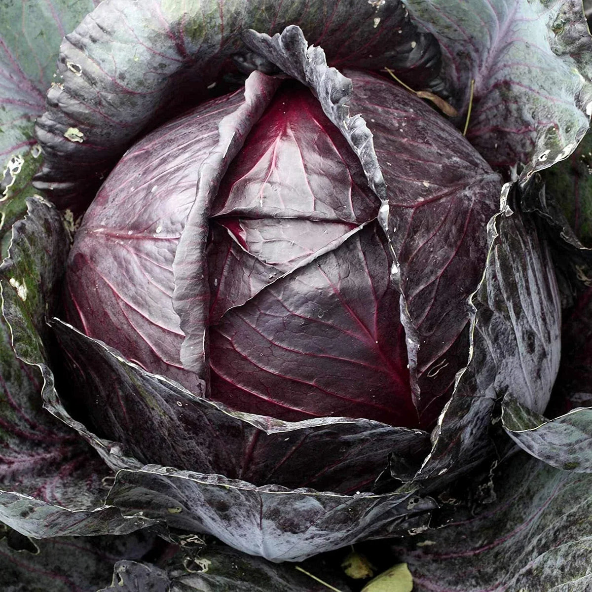 Red Acre Cabbage Seeds – Non-GMO Heirloom Brassica oleracea, Compact Upright Heads, 500+ Seeds for Home Garden & Small Farms