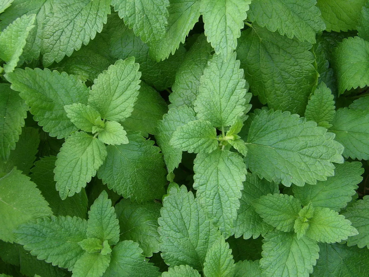 500 Lemon Balm Seeds - Non-GMO Melissa officinalis Herb Seeds for Tea & Culinary Use - Perennial, Fragrant, Easy to Grow