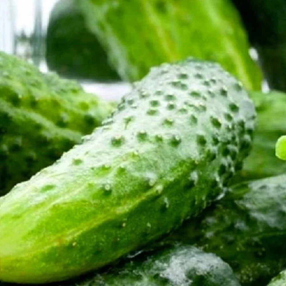 Boston Pickling Cucumber Seeds | Non-GMO Heirloom Vegetable Seeds | Cucumis sativus for Home Garden & Container Gardening