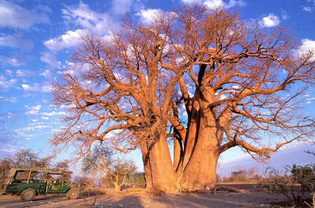 African Baobab Seeds 10 Count - Adansonia digitata Drought-Tolerant Tree