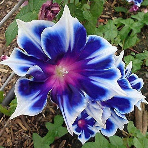 Morning Glory Seeds 100pcs Pack - Ipomoea Purpurea Perennial Flower Seeds for Garden