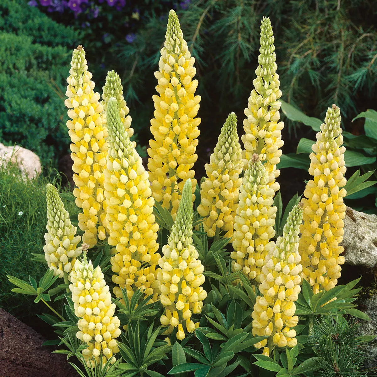 Yellow Lupine Seeds Pack – 45 Seeds – Lupinus texensis – Bright Yellow Flowers for Gardens & Wildflower Meadows