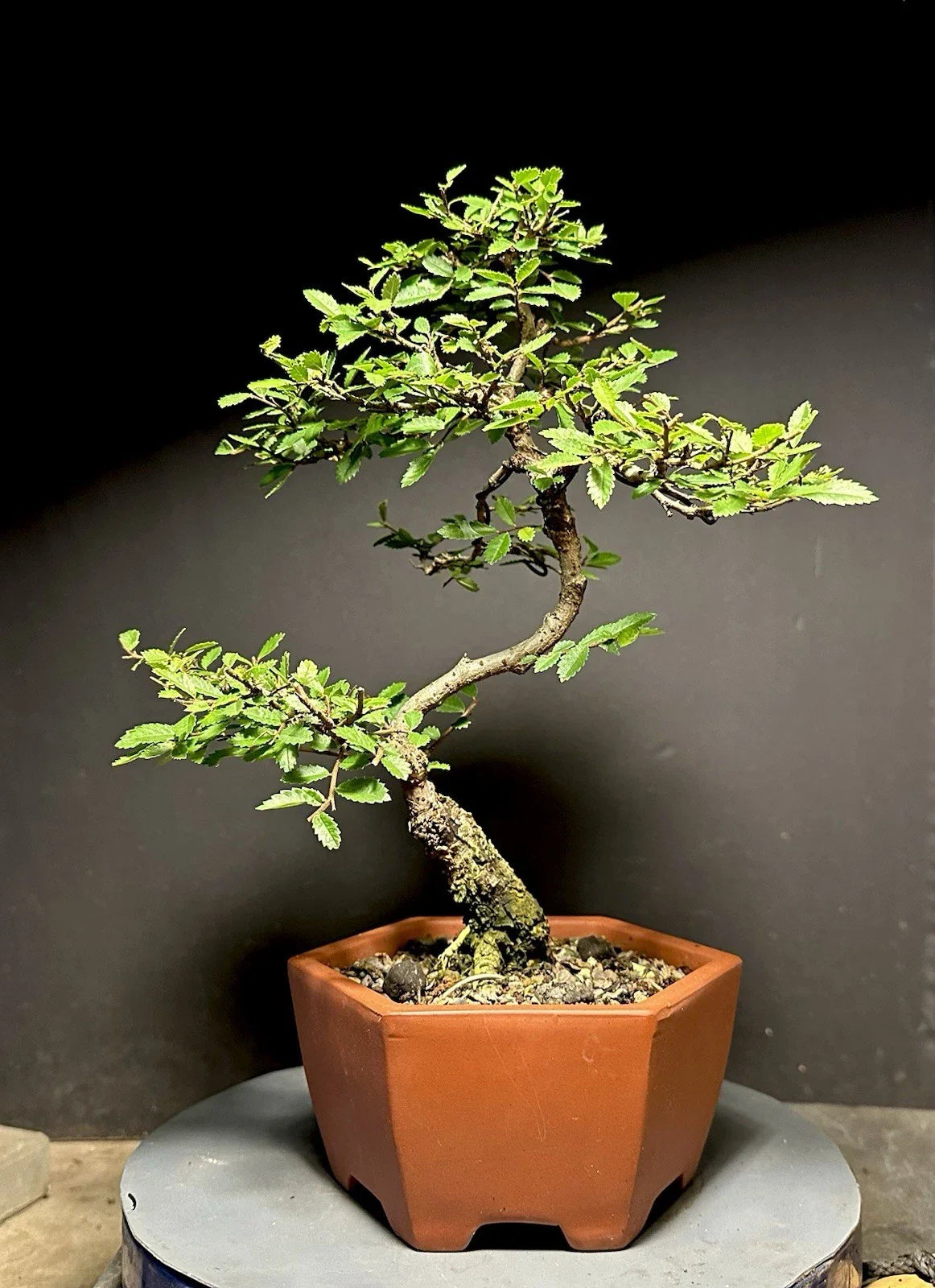 Bonsai Tree Cork Bark Chinese Elm Potted Plant Ulmus parvifolia Indoor Decor