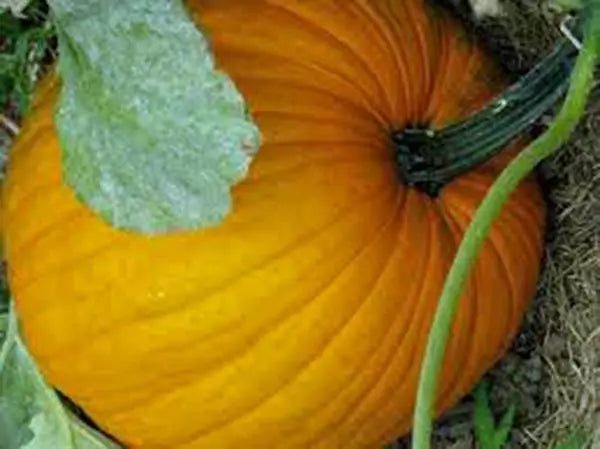 Pumpkin Seeds - 100 Count - Connecticut Field Heirloom - Non-GMO Cucurbita pepo for Gardening, Cooking & Halloween Decorations