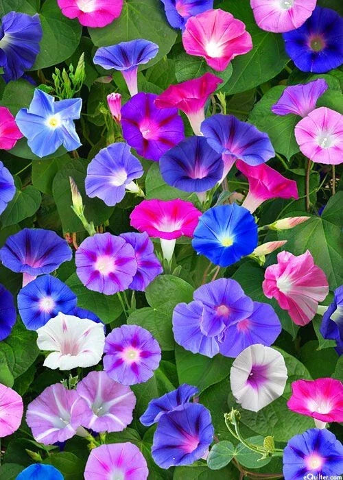 Morning Glory Seeds Mix - 75 Pack, Red & Blue Ipomoea purpurea, Climbing Annual Flower for Gardens, Fences & Containers