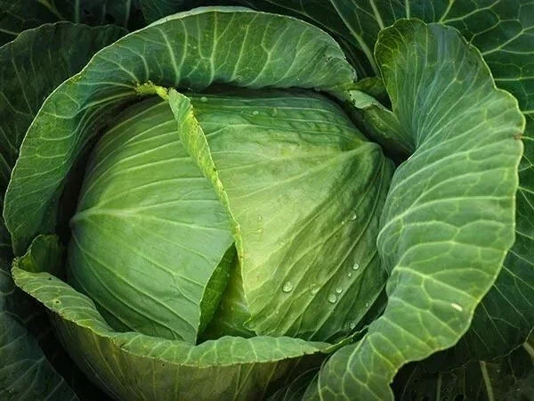 Cabbage Seeds 200+ Count Brunswick Heirloom Non-GMO Brassica oleracea for Gardening