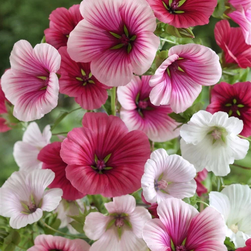 Malope Trifida Seeds - Dwarf Rose Mallow for Borders & Beds, Ornamental Perennial, Vibrant Pink Flowers, Easy to Grow