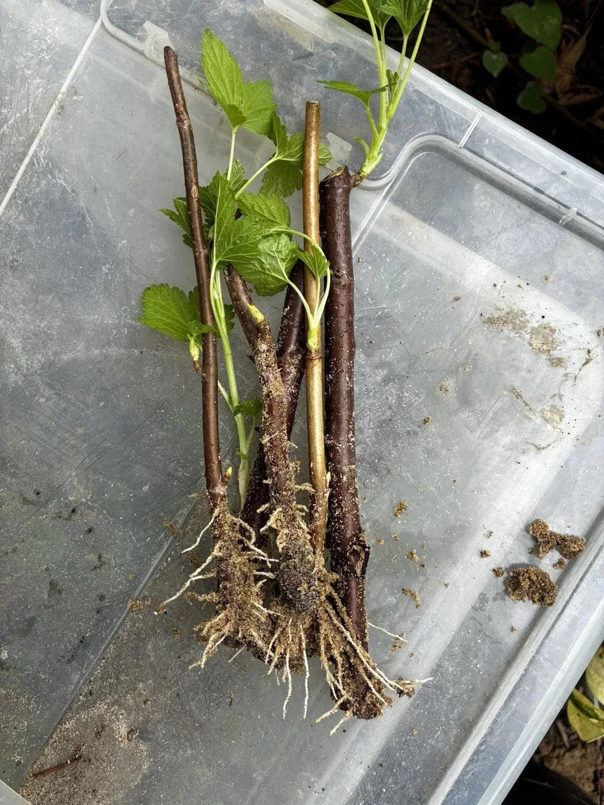 Black Currant Rooted Cuttings 3 Pc Ribes nigrum Edible Ornamental Compact Growth Cold Hardy