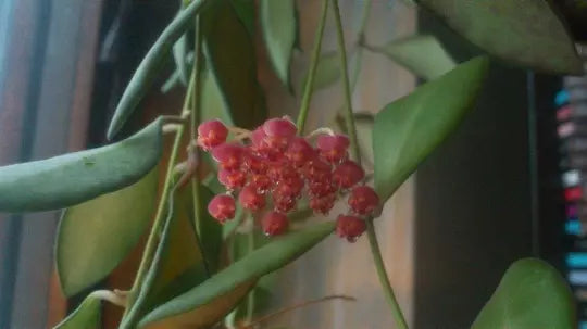 Hoya Bilobata Plant – 6" Indoor & Outdoor Tropical House Plant with Fragrant Flowers, Easy Care, Climbing or Trailing