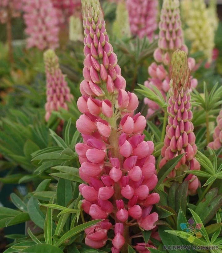 Gallery Pink Lupine Seeds - 25+ Pack - Lupinus polyphyllus - Perennial Flower Seeds USA